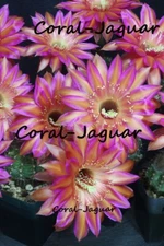 Raul Wallenberg Echinopsis German Kakteen Hybrid Schick Cactus Plant STUNNING!