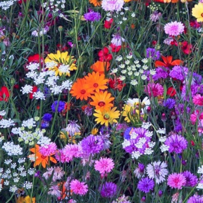 3m² SOMMER BLUMENWIESEN MIX   Wildblumen Blumenwiese   Bienenweide  