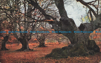 R628506 Burnham Buchen. J. Salmon. Direkte Farbfotografie