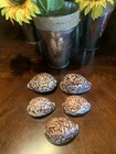 Humpback Shells Lot Of 5 Beauties !!! — photo 4