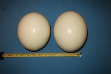 2 Empty Ostrich Eggs. Both Ends Drilled for Drainage