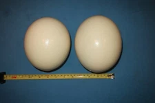 2 Empty Ostrich Eggs. Both Ends Drilled for Drainage