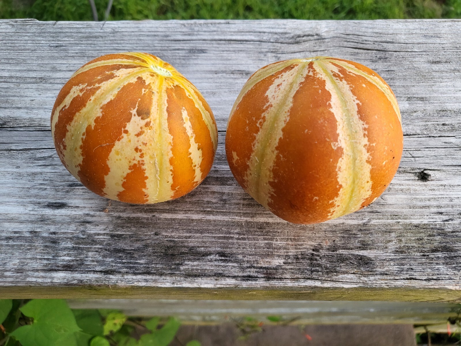 10 Kajari melon seed Hand sown,grown 2023 saved seed for Spring Summer Grow 2024 eBay