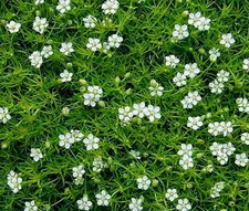 IRISH MOSS PEARLWORT Sagina Subulata - 1,500 Bulk Seeds