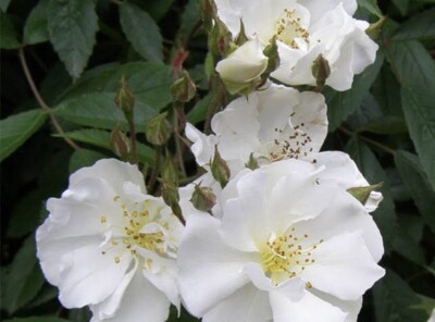 White Multiflora Rambler Rambler Rose (Rosa Multiflora) 15 UNROOTED Cuttings For Propagation | eBay