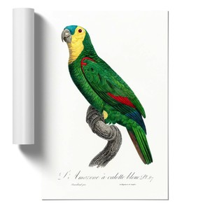 Blue Fronted Amazon Parrot Wall Art Poster Print Bird F Levaillant Ebay