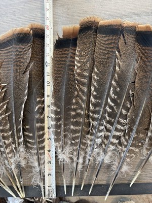 12 Turkey Tail Feathers With White In Them 13-17'' Eastern Turkey Feathers