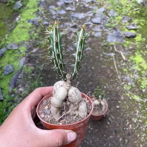 Planta de cactus suculenta de 15 cm Euphorbia Candelabro Cactaceae planta de jardín casero - Imagen 12 de 19