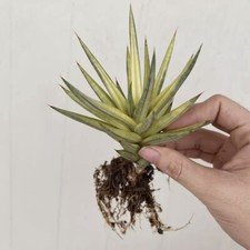 6CM Succulent Cactus Plant Sansevieria Francisii Variegated Asparagaceae Plant