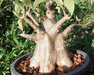 adenium arabicum tungtong