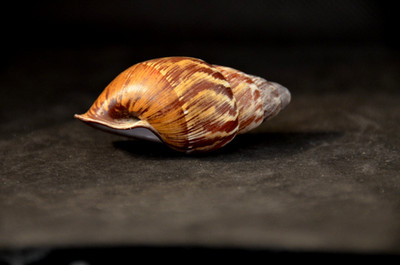 Specimen Land snail Chrysallis mindoroensis - 60.4 mm - Mindanao