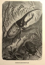 Hercules Beetle Rev. J.G. Wood & L. Prang, Our Living World Popular Edition