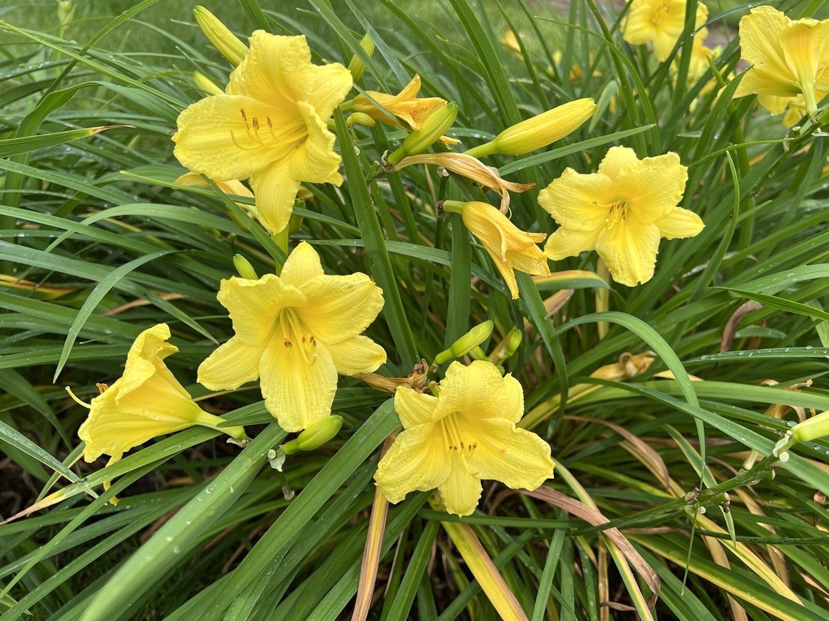 Stella Daylilies Lemon Yellow HAPPY RETURNS STELLA D'ORA Daylily
