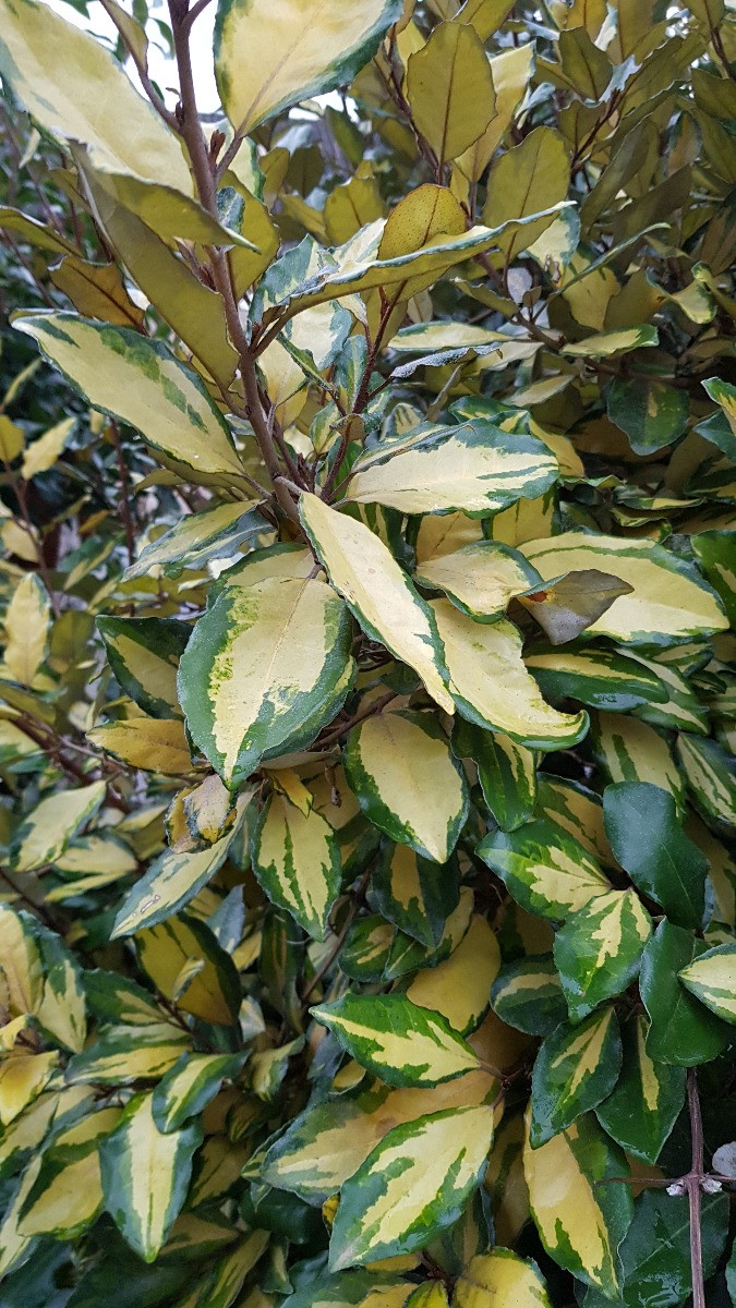Elaeagnus Limelight pour habiller un grand balcon ou créer un coin zen