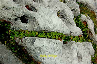 Photo 12x8 The Burren - R480 - Poulnabrone Dolmen Site - Plants in Rock It c2012