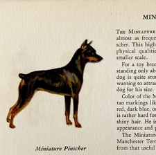 Miniature Pinscher 1939 Dog Toy Breed Art Ole Larsen Color Plate Print PCBG17