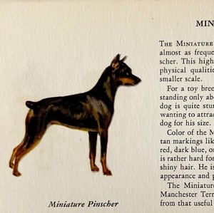 Miniature Pinscher 1939 Dog Toy Breed Art Ole Larsen Color Plate Print PCBG17
