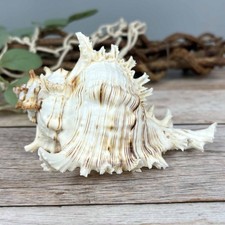 Murex Ramosus 13cm echte Deko Muschel Klasse-A Meeresschnecke