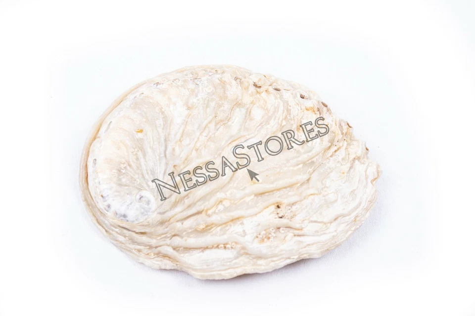 Midae Abalone Sea Shell One Side Polished Beach Craft 3" - 4" (12 pcs) #JC-154 - Image 3 of 4