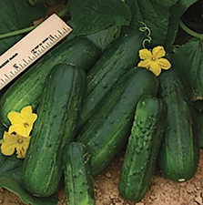 Deli Star Hybrid Cucumber Seeds - Great for Pickling! Heavy producer!