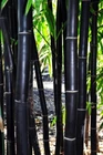50 Timor Black Bamboo Seeds Privacy Seed Garden Clumping Exotic Shade Screen 401