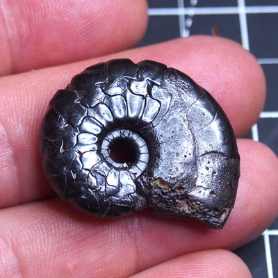 36mm Goniatite Hematite Cymaclymenia Devonian Fossil Ammonite 004