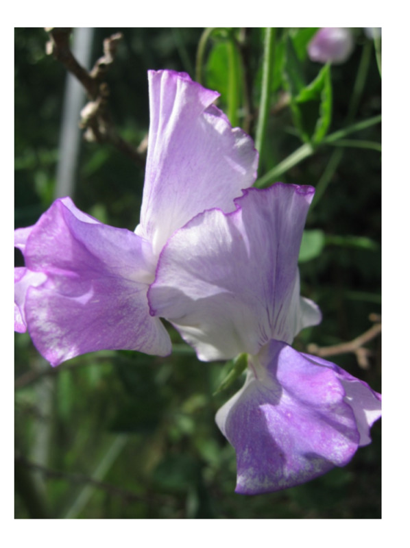 Sweet Pea - Spencer - Blue Ripple - 40 Finest Seeds