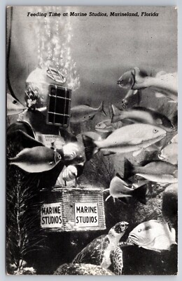 Marineland Feeding Time Marine Studios Fish Diver Vintage Postcard Florida