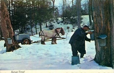 Postcard Maple Sugaring in Vermont - Horses