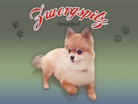 Holzschild 30X40 Cm Hund Zwergspitz Deutschland Deko Geschenk Holz Schild