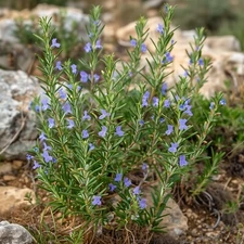 Rosemary Seeds, Fragrant Herb, Savory Flavor, Edible, Non-GMO, Free Shipping