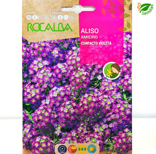 Aliso Compacto Violeta (Alyssum maritimum) 2g / 5.000 semillas flores  Lobularia | eBay