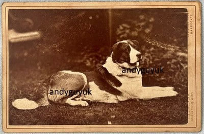 KABINETTKARTE BERNARD HUND VON HOLROYD HARROGATE ANTIK FOTO TIERHEILIGER