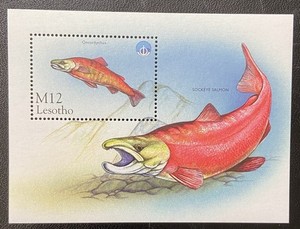 AFRICAN STAMP M12 Lesotho SOCKEYE SALMON Oncorhychus ART RENDITION Label Panel