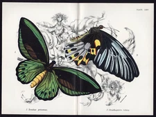 1896 Kirby Original Antique Color Double Print Priam's Birdwing Butterfly etc