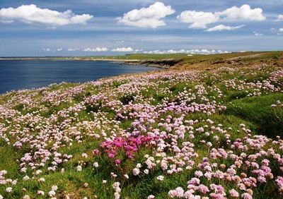 Photo A2 Thrifty Clifftop Marwick Late May early June is a good time to  c2009