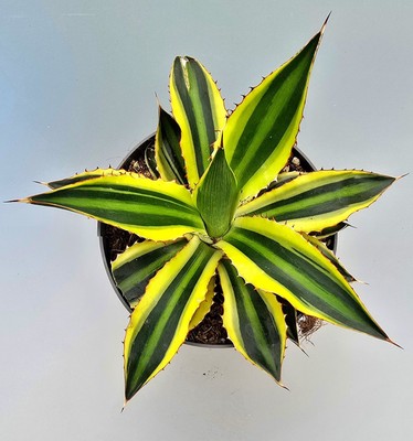 Sehr Schöne Agave Quadricolor