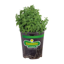 19 Oz. Catnip Herb Plant
