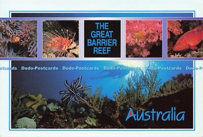 D171549 Australien. The Great Barrier Reef. Tauchen am Riff. Murray Ansichten. Nic
