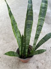 Snake Plant With Pot Mother-In-Law's Tongue Sanseveria Live Plant