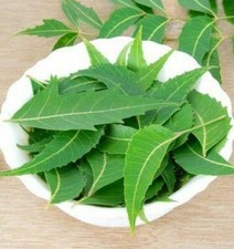 Dried Whole Neem Leaves 50g Azadirachta Indica Medical Herbal Best quality leaf.