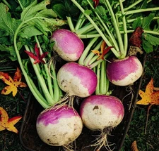 Turnip Seeds, Purple Top White Globe (Brassica rapa) - 500 Seeds | Heirloom USA