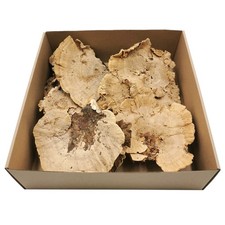 Getrockneter Baumpilz - NAT&Uuml;RLICH 1 St&uuml;ck