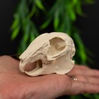 Rabbit Skull Replica 8cm – Fixed Jaw, Realistic Bone Model, Oddities Display