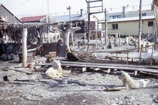 Barrow Utqiaġvik Alaska 1967 Sled Dogs Home or Camp 1960s Kodachrome Color Slide