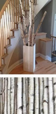 4 White Birch Poles 59" Branches 1”-2” Thick Decorations Décor Nature Autumn
