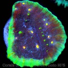 Corals of Eden NON WYSIWYG Live Coral Frag ~ Superman Chalice Coral LPS SPS — photo 4