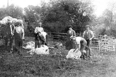 khh-82 Sheep Shearing at Sheep Pen, Rushden, Northamptonshire. Photo