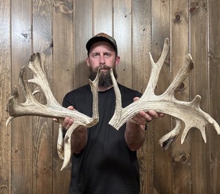 Massive Freak 221” Whitetail Cut Antler 23pt Horn Deer Mount Taxidermy Rack