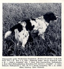 Westmarks Heido M�nsterland Hunting Dogs & Breeders 1930-40